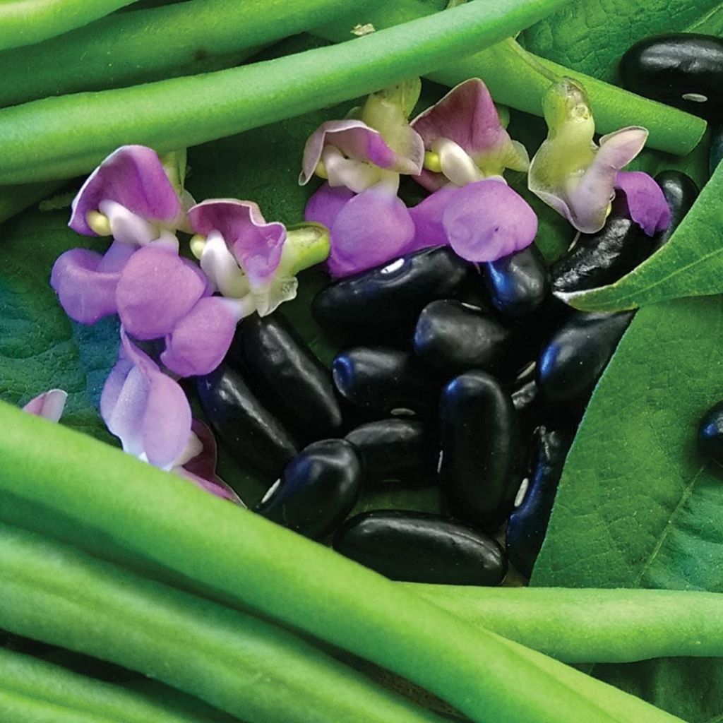 Dwarf Bean Nautica extra fine string seeds