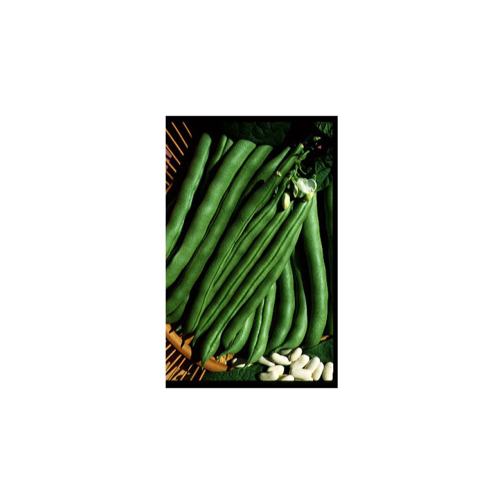 Pole Dry Bean De Soissons