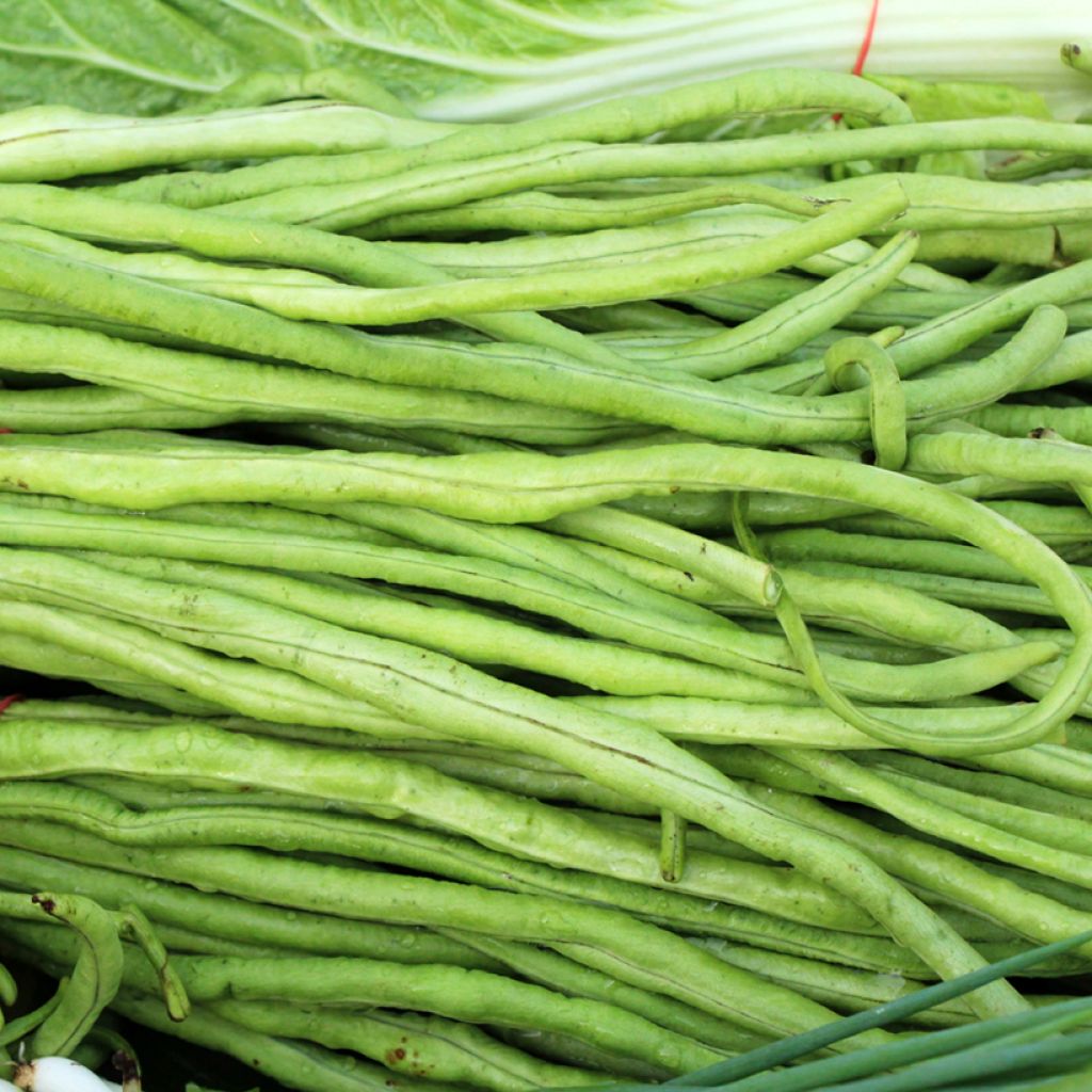 Vigna unguiculata subsp. sesquipedalis