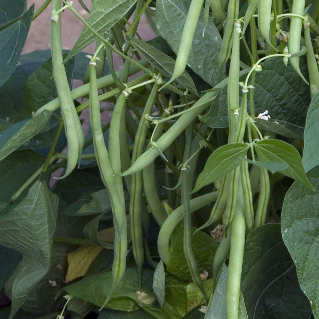 Phaseolus vulgaris Mascotte