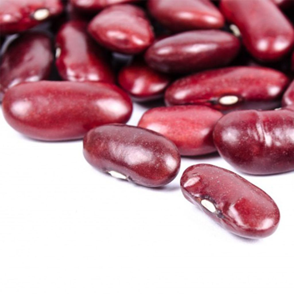Dwarf French Bean Canadian Wonder