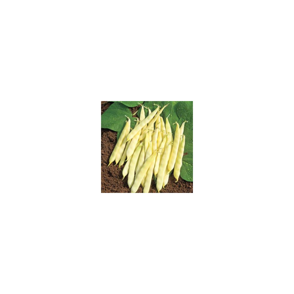 Dwarf French Bean Serpedor mangetout - Flat Coco (sabre type)