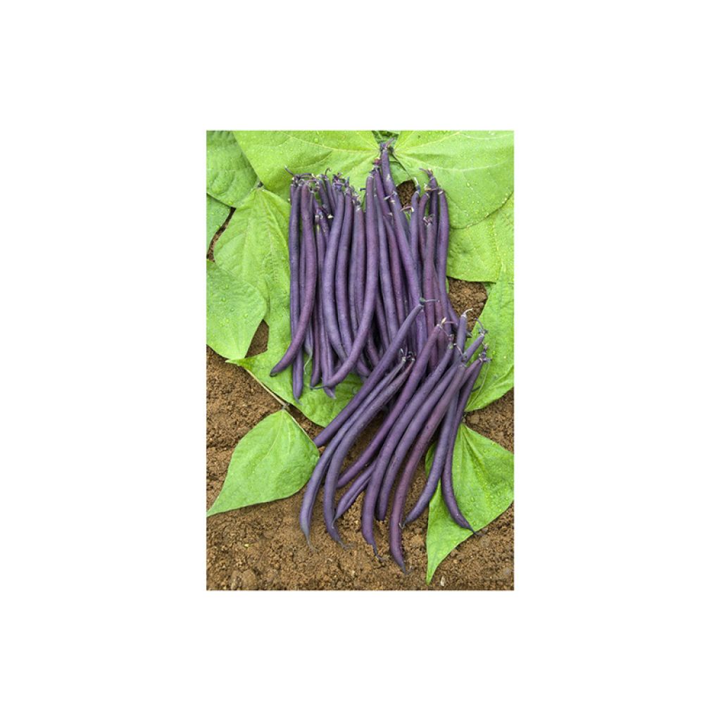 Amethyst dwarf snap bean