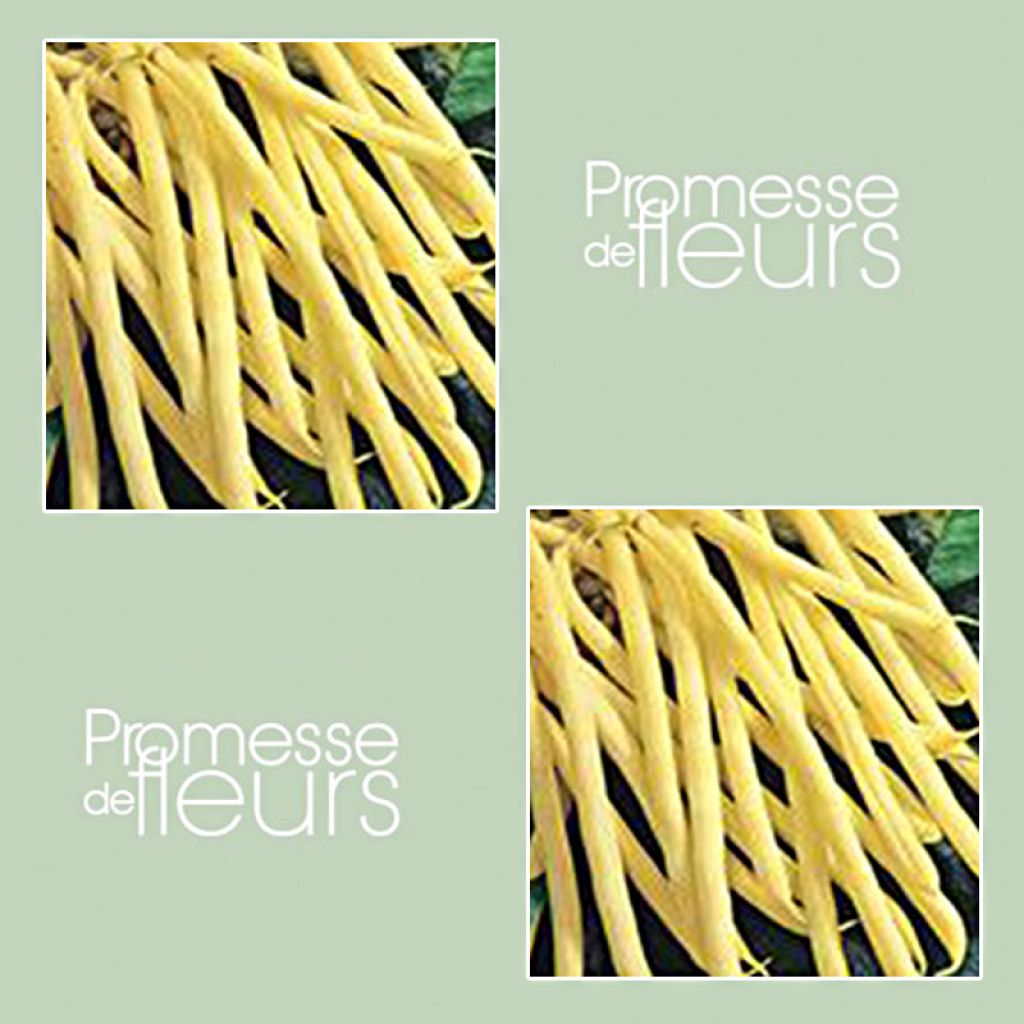 Dwarf snap bean Beurre de Rocquencourt