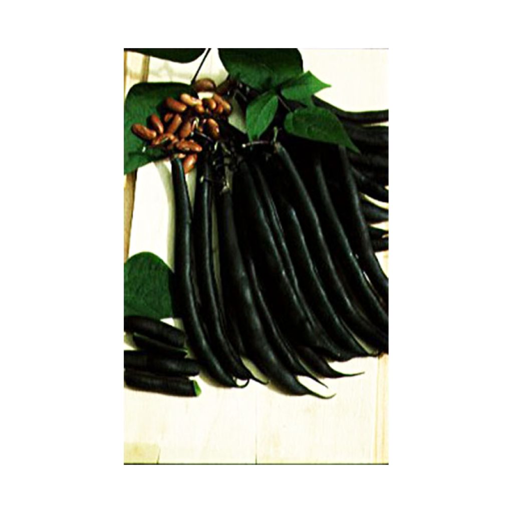 Purple Podded Pole Bean