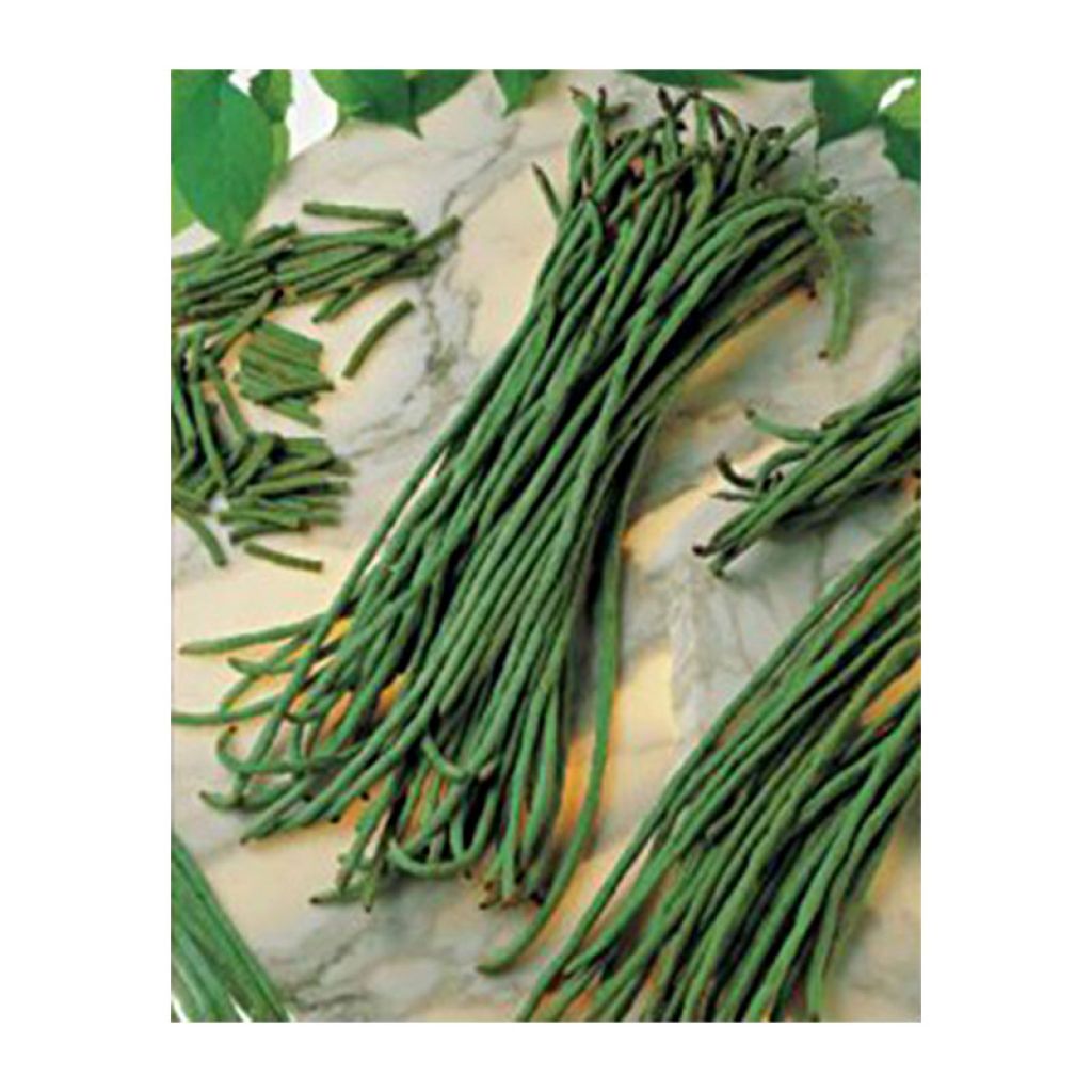 Vigna unguiculata subsp. sesquipedalis