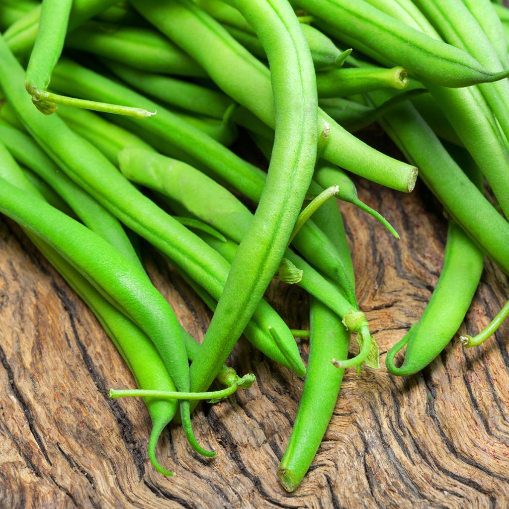 Dwarf Filet Bean Maxi organic seeds