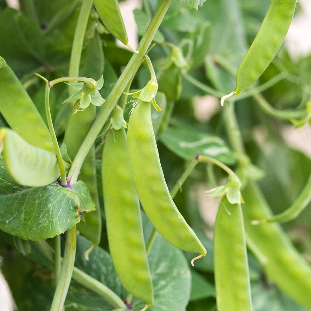 French Pole Bean Algarve
