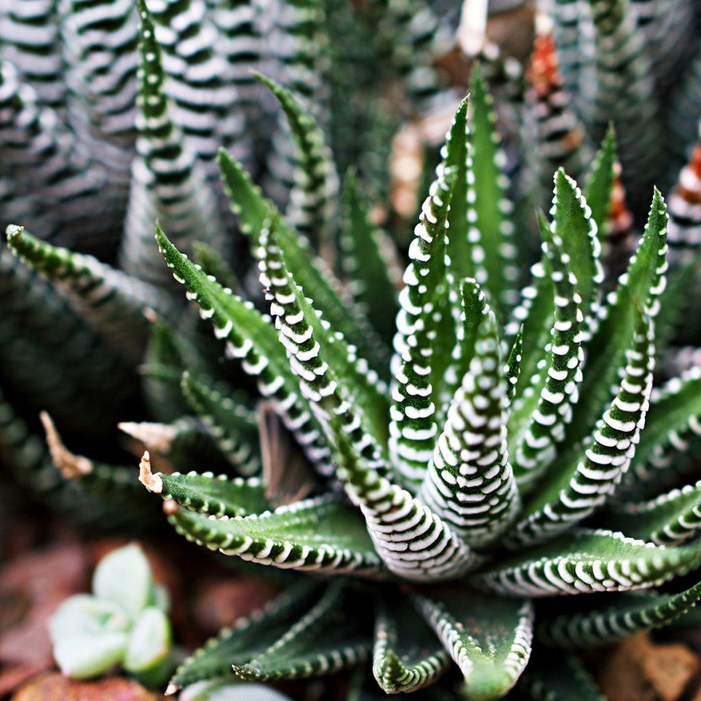 Haworthia fasciata 'Big Band' - Plante zèbre Big Band
