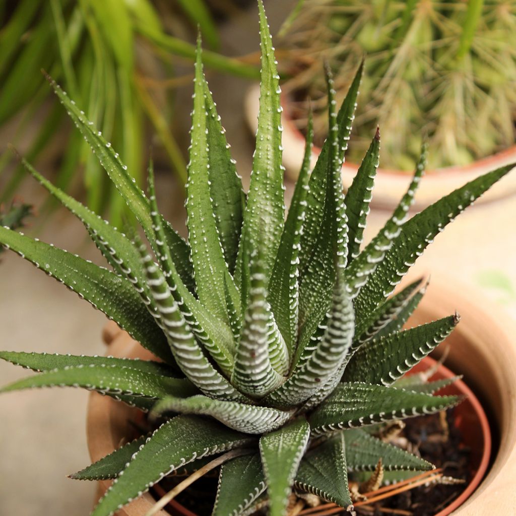 Haworthia fasciata 'Big Band' - Plante zèbre Big Band
