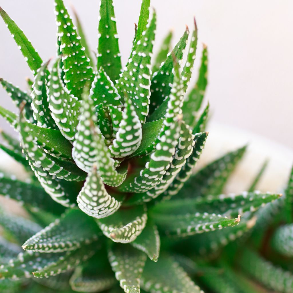 Haworthia fasciata 'Concolor' - Plante zèbre