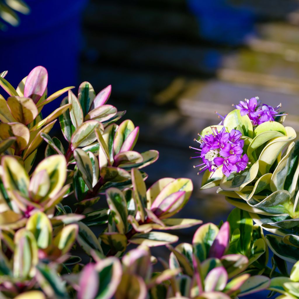 Hebe speciosa Tricolor - Shrubby Veronica