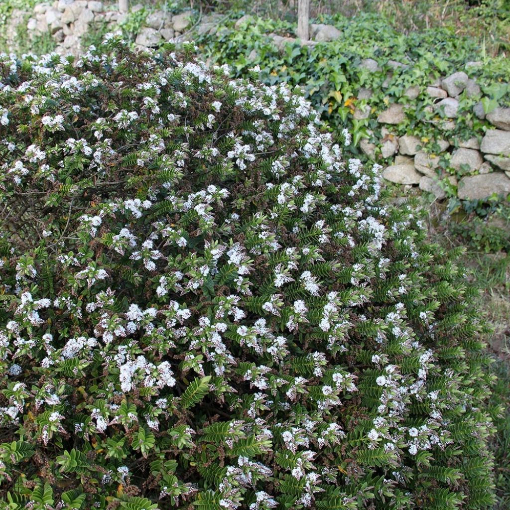 Hebe rakaiensis - Shrubby Veronica