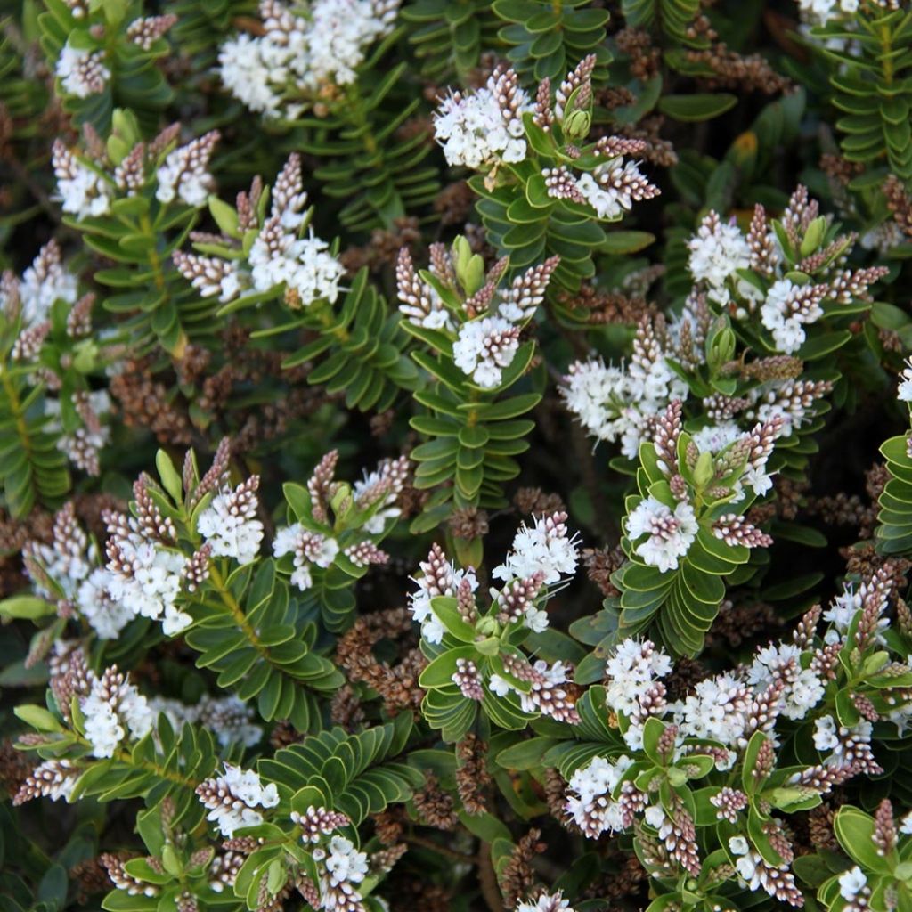 Hebe rakaiensis - Shrubby Veronica