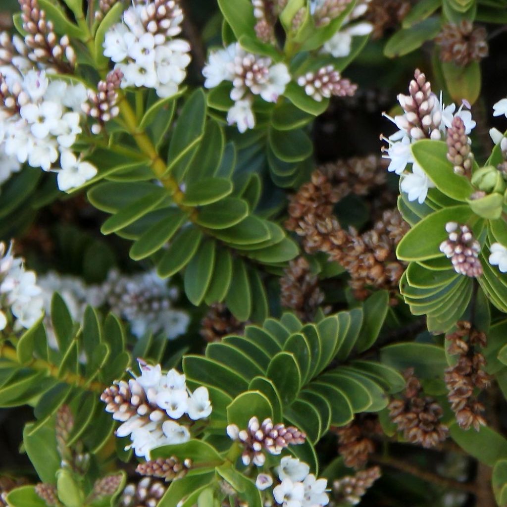 Hebe rakaiensis - Shrubby Veronica