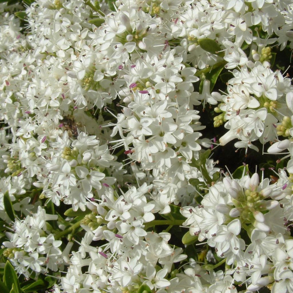 Hebe vernicosa - Shrubby Veronica