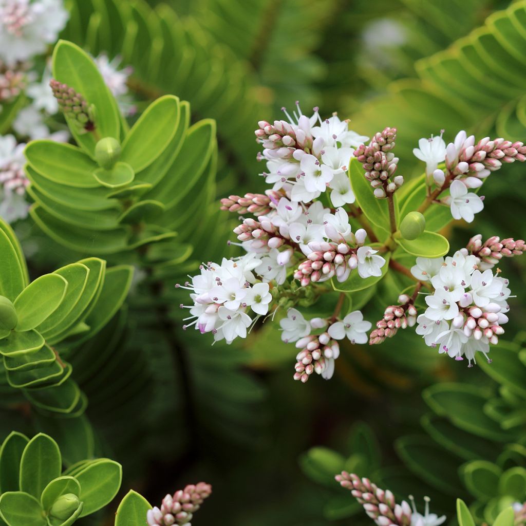 Hebe vernicosa - Shrubby Veronica