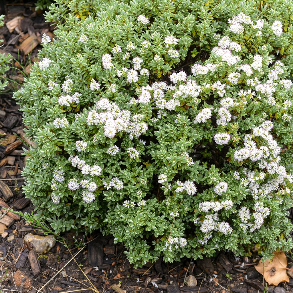 Hebe topiaria - Topiarist's hebe