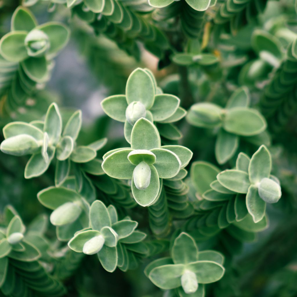 Hebe topiaria - Topiarist's hebe