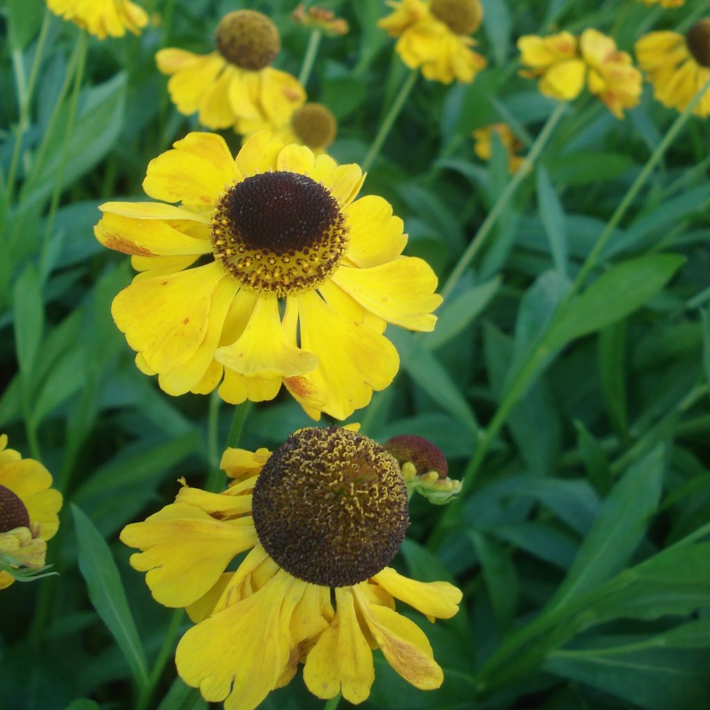 Helenium El Dorado