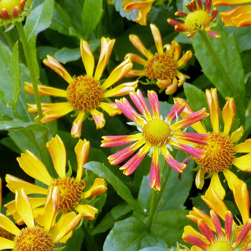 Helenium Fancy Fan