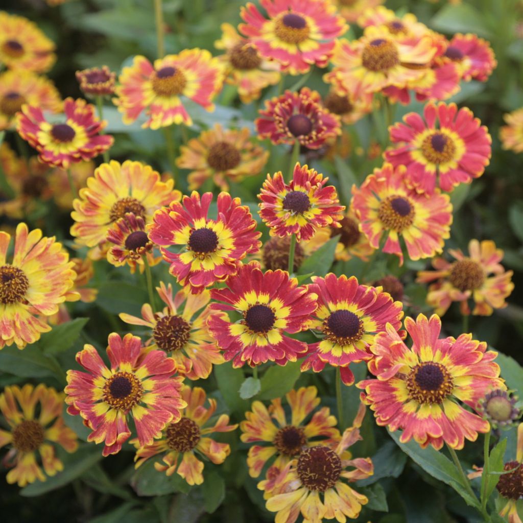 Helenium Fuego