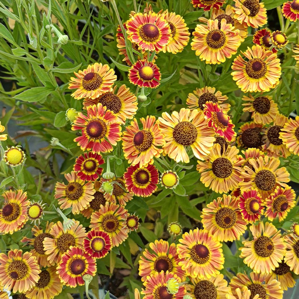 Helenium Fuego