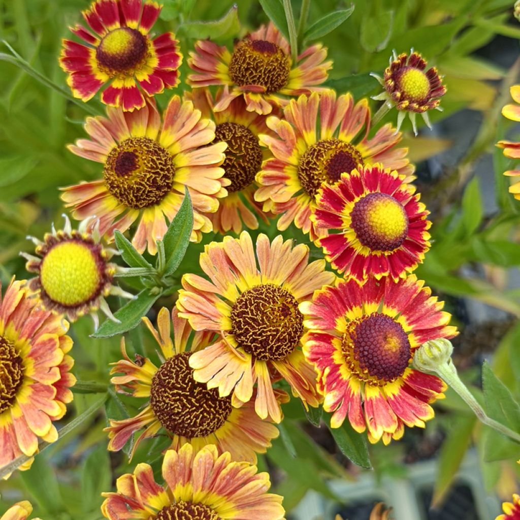 Helenium Fuego