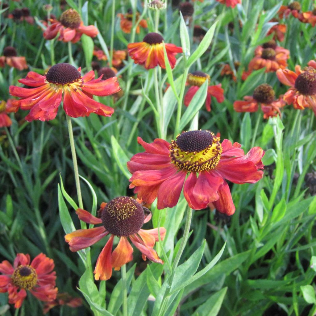 Helenium Kupferzwerg