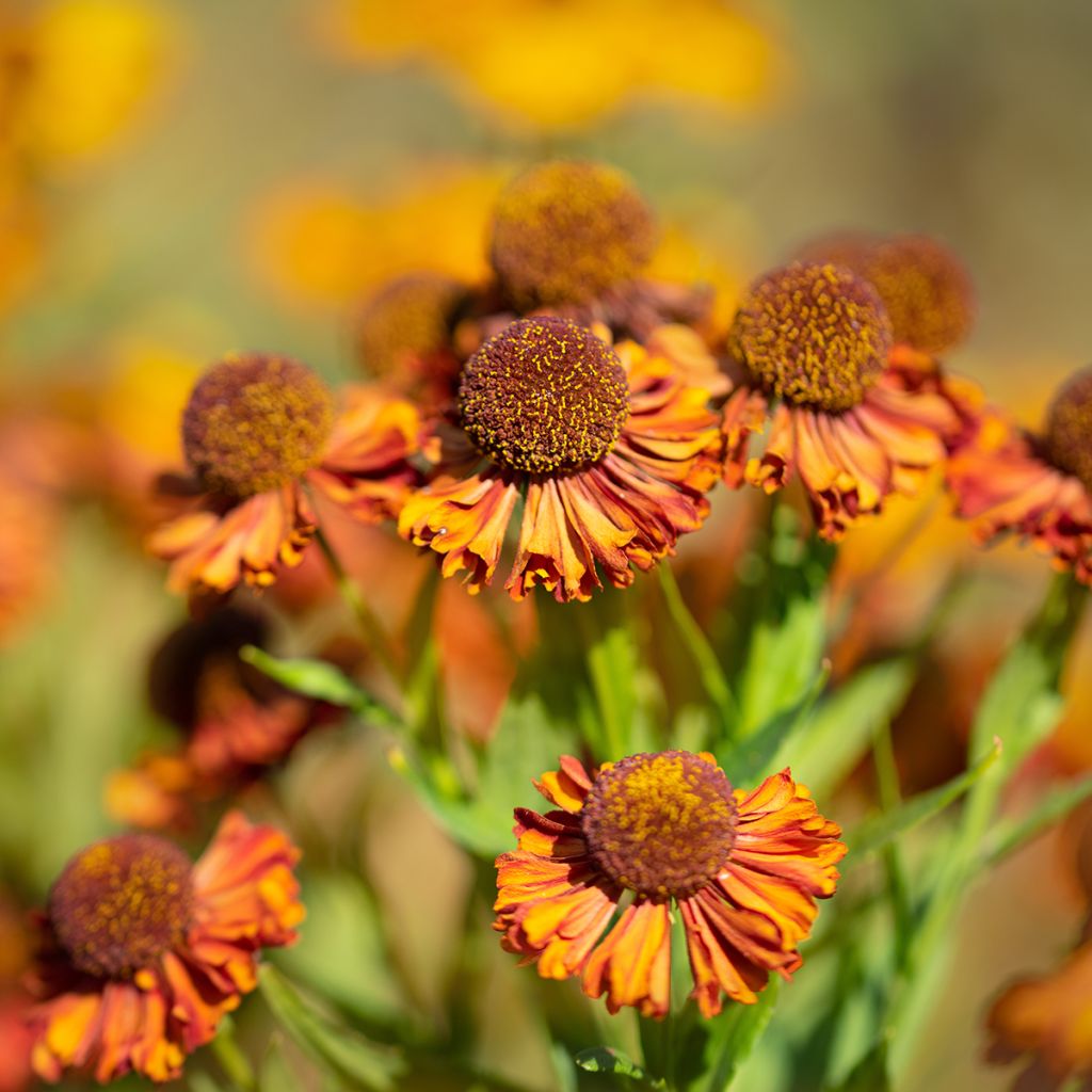 Helenium Sahins Early Flowerer