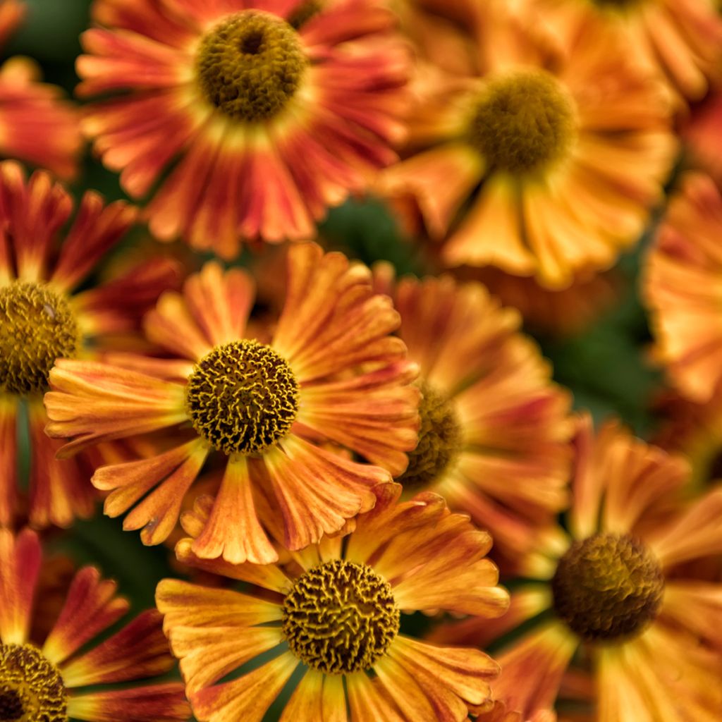 Helenium autumnale Short and Sassy