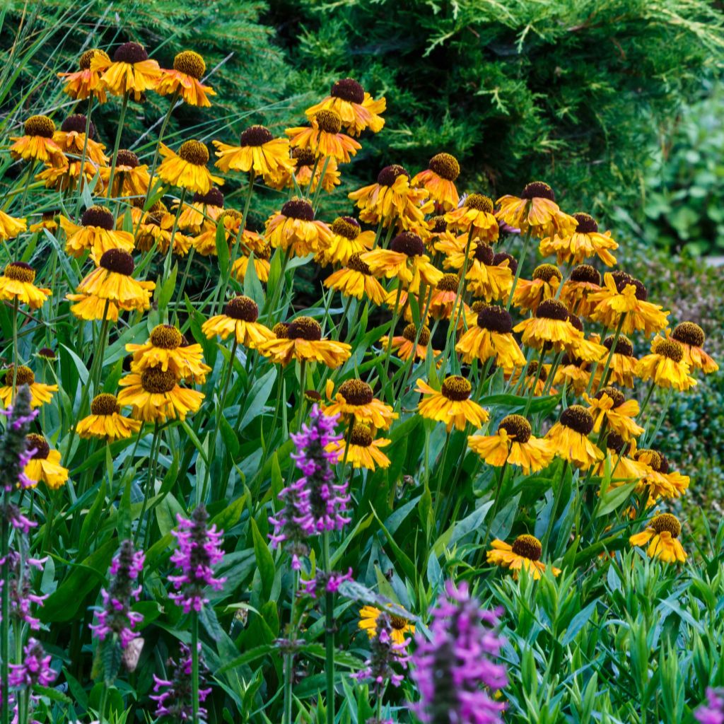 Helenium Wyndley