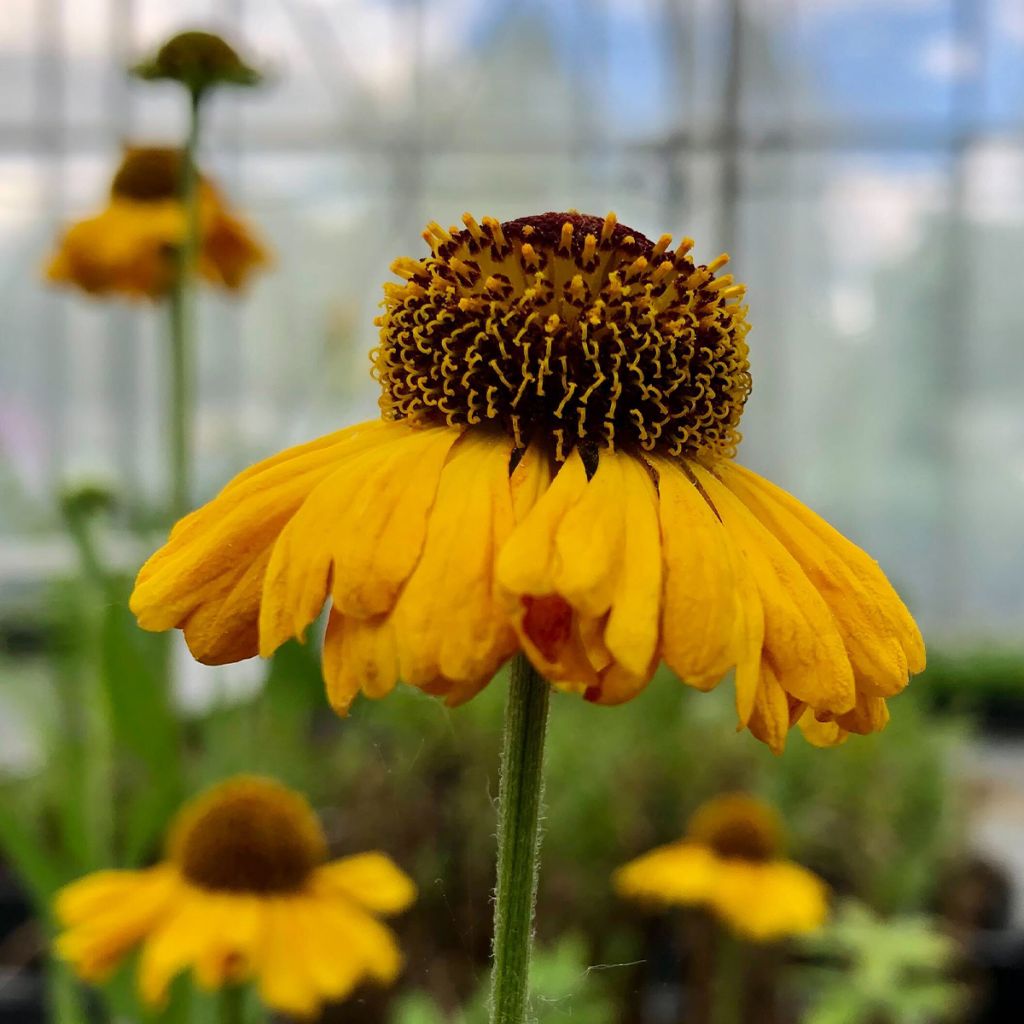 Helenium Wyndley