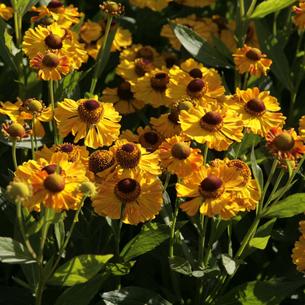 Helenium Zimbelstern