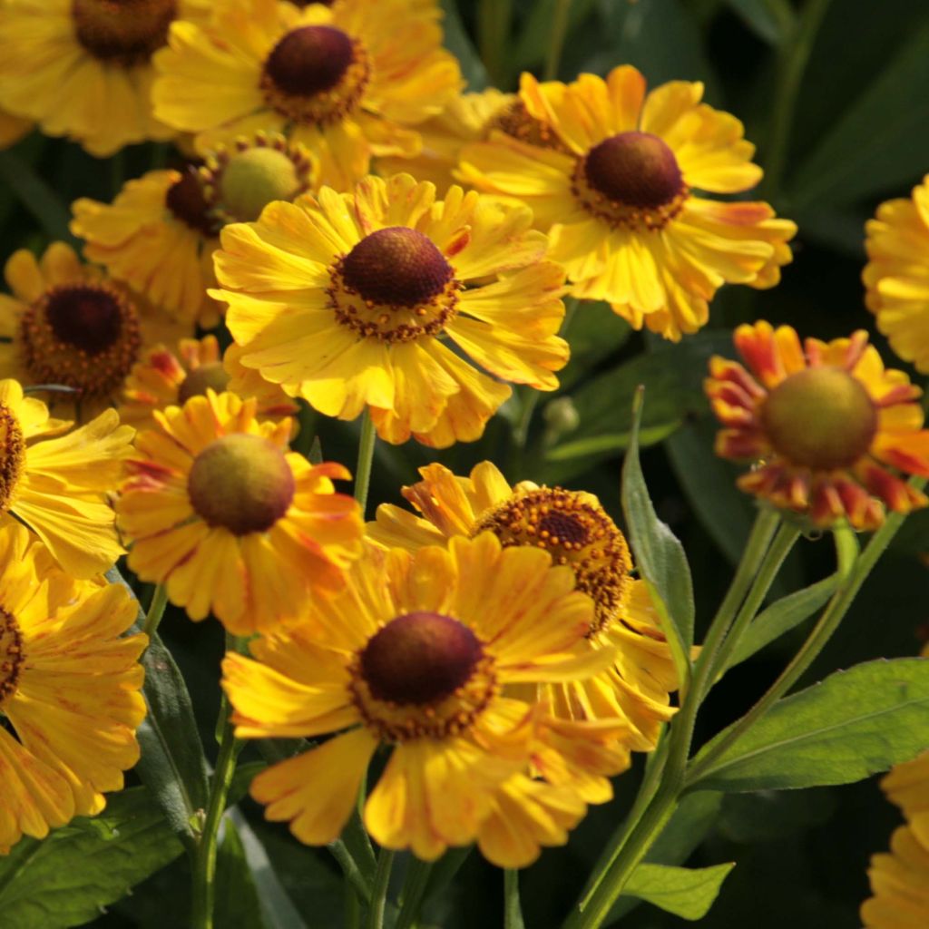 Helenium Zimbelstern