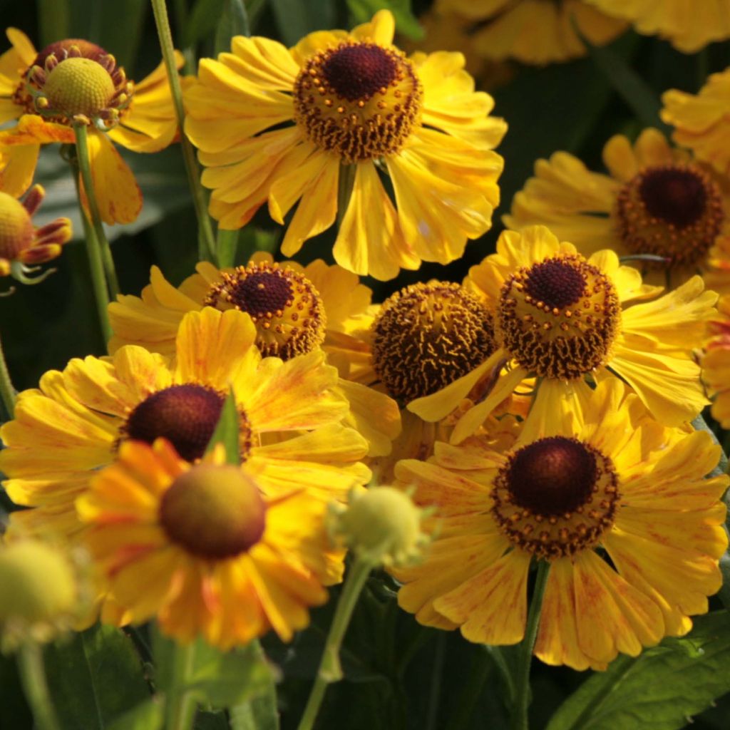 Helenium Zimbelstern