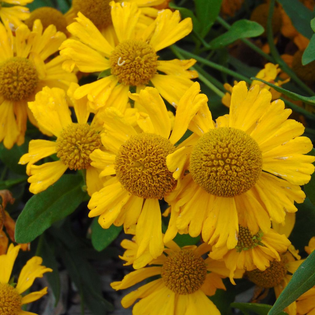 Helenium Pumilum Magnificum