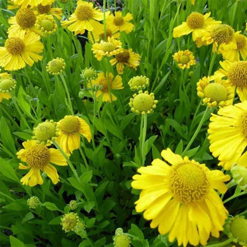 Helenium Pumilum Magnificum