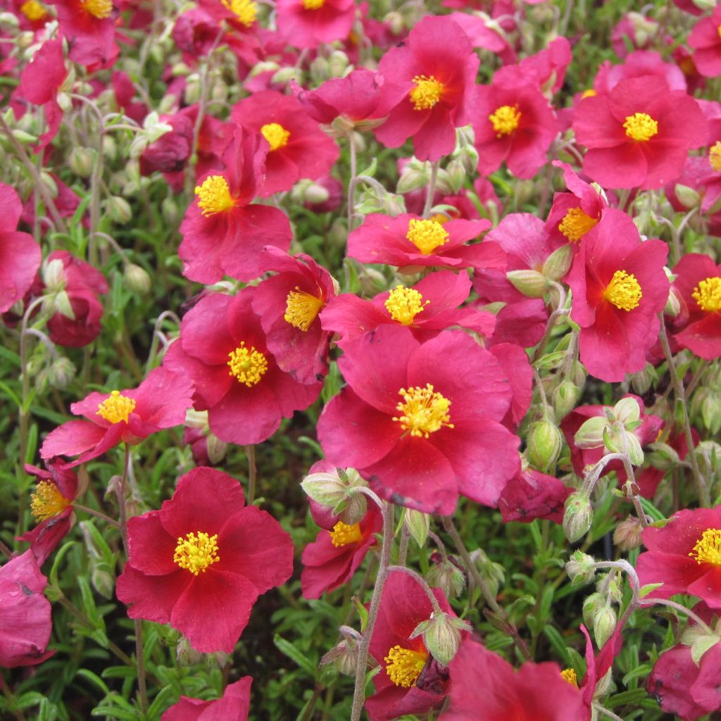 Helianthemum Hartswood Ruby - Rock Rose
