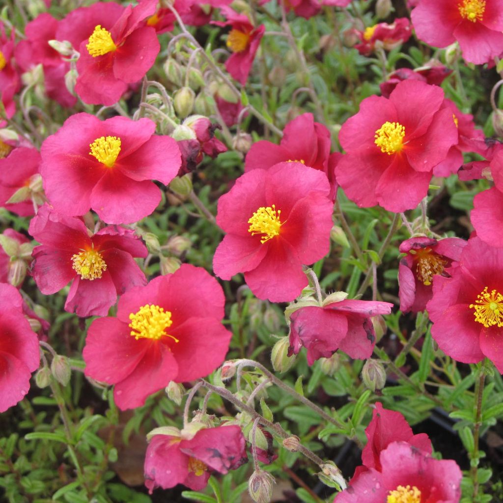 Helianthemum Hartswood Ruby - Rock Rose