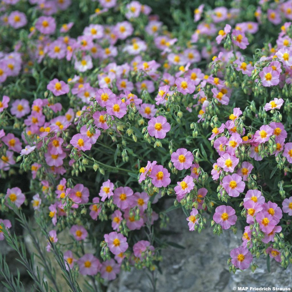 Helianthemum Lawrensons Pink - Rock Rose