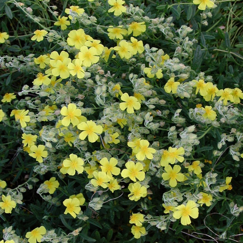 Helianthemum nummularium - Rock Rose