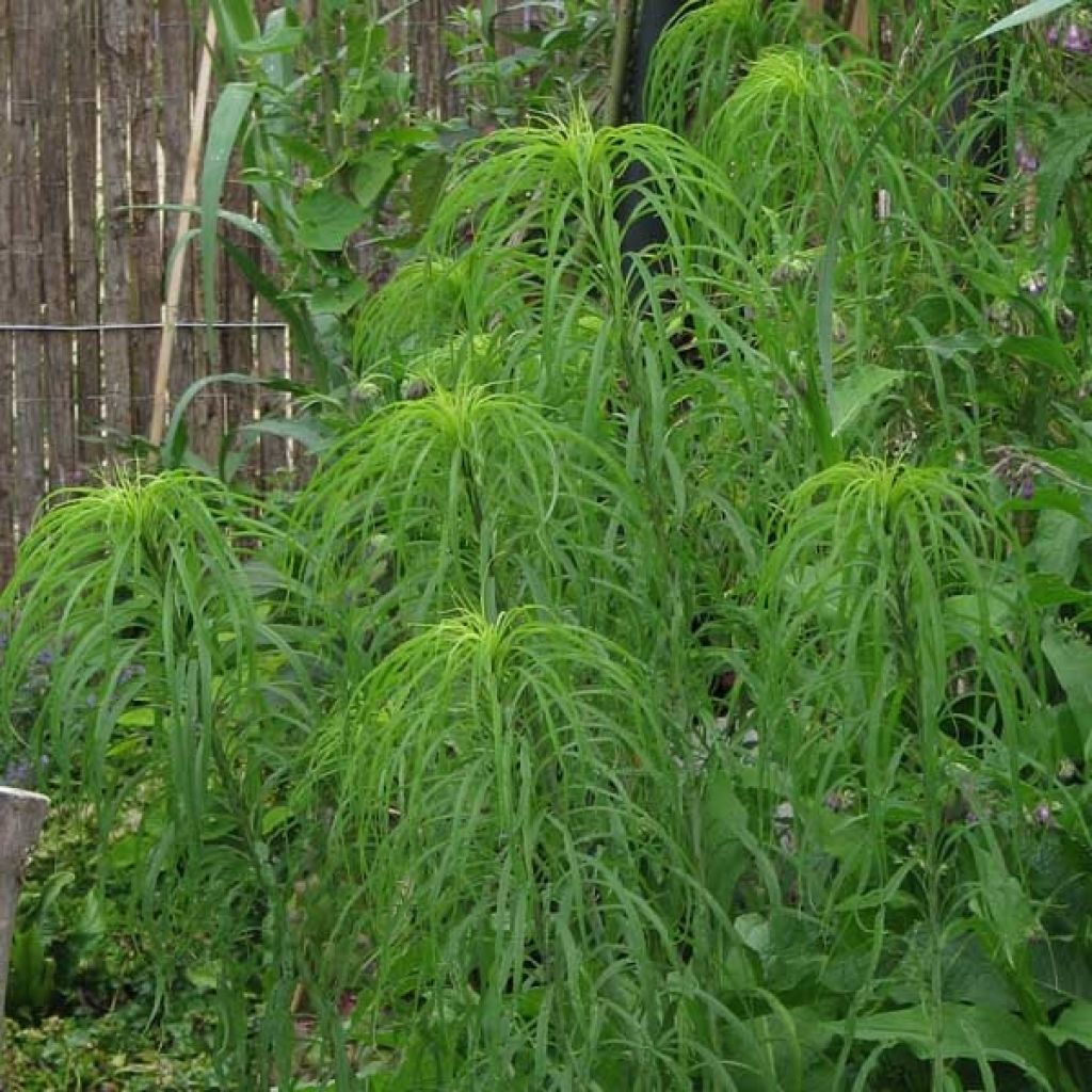 Helianthus salicifolius
