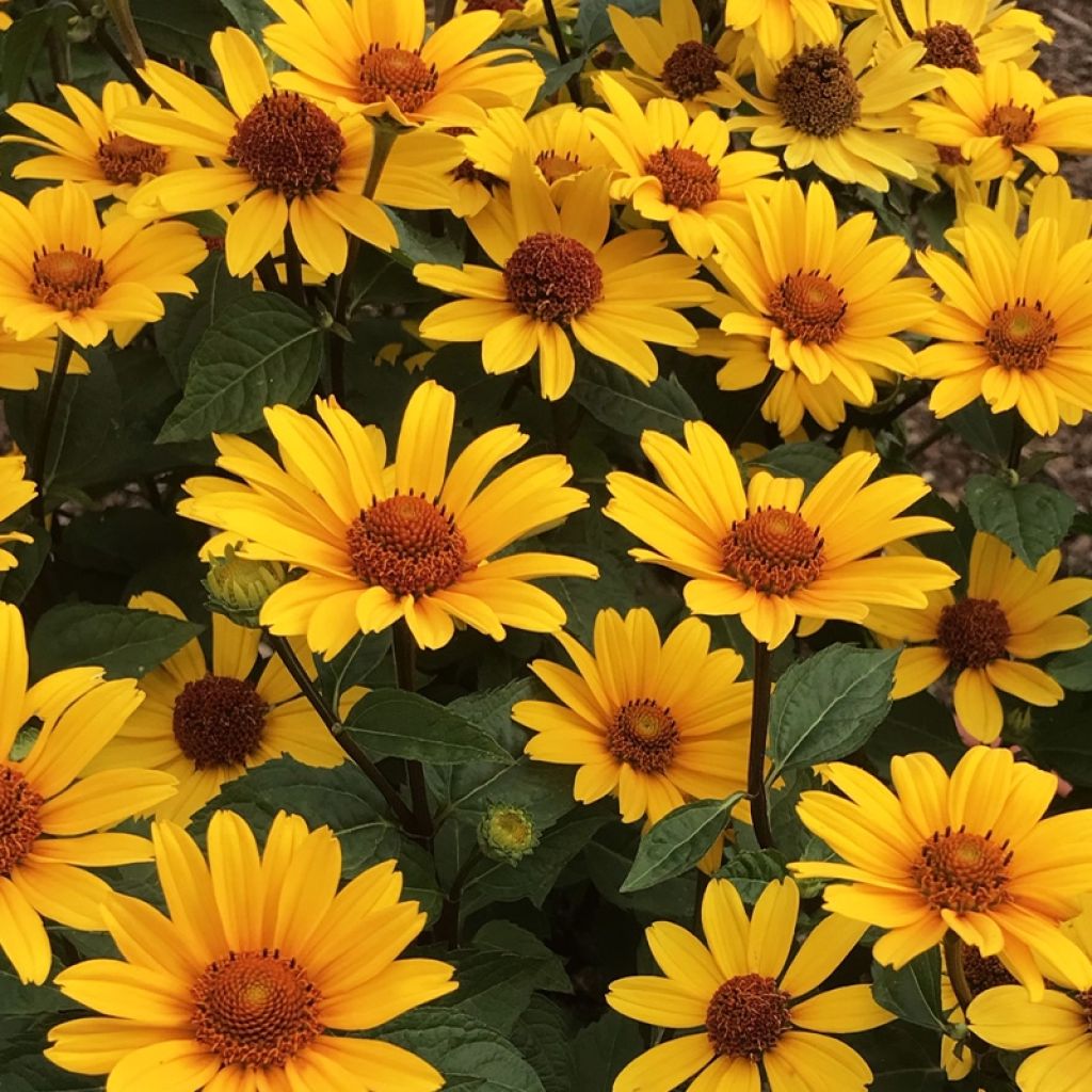Heliopsis Punto Rosso