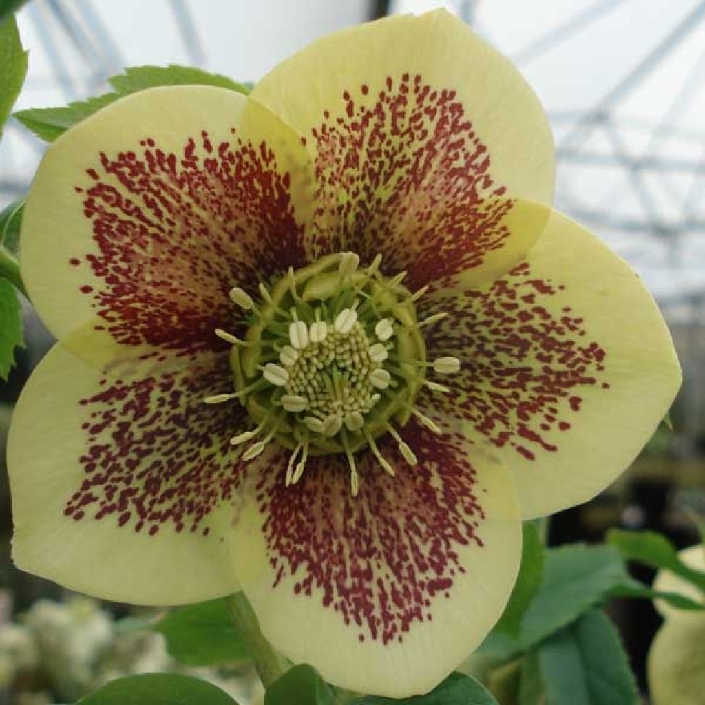 Helleborus hybridus Yellow Spotted
