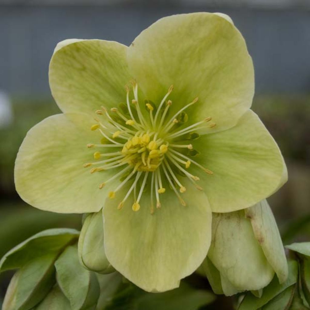 Helleborus nigercors Snow Love