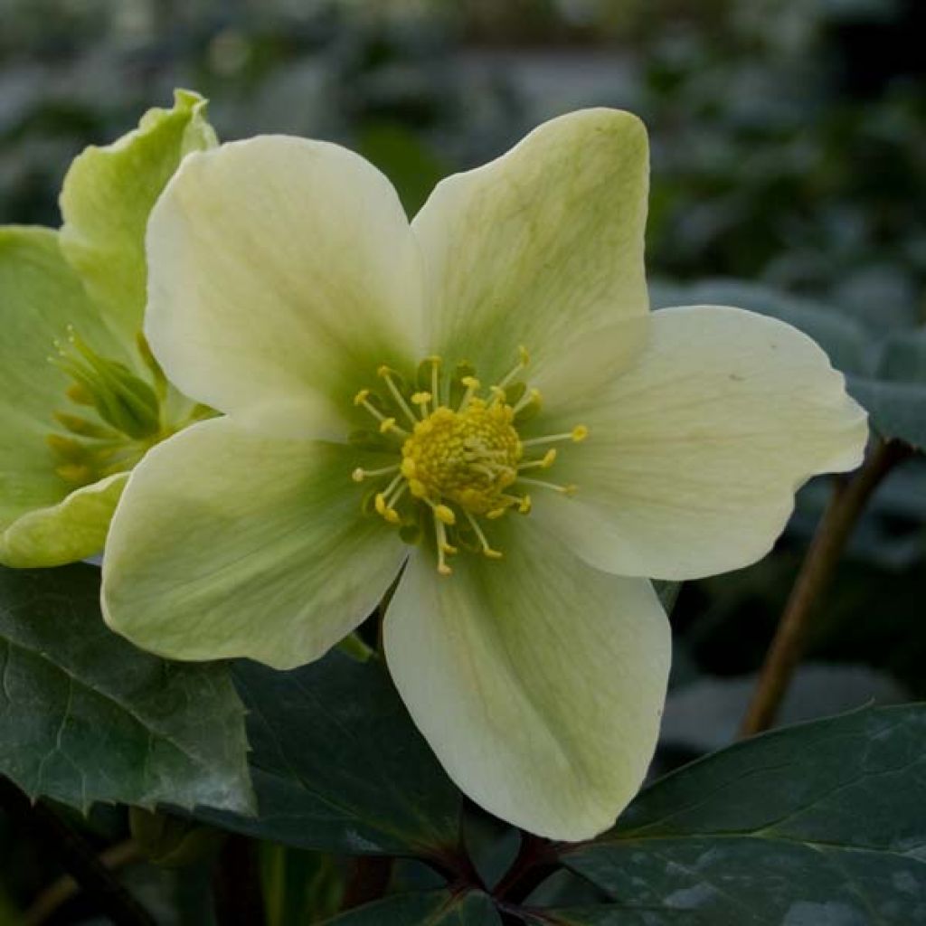 Helleborus nigercors Snow Love