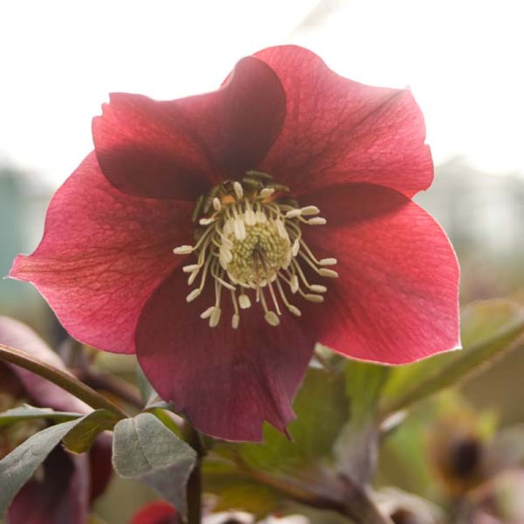 Helleborus hybridus Red
