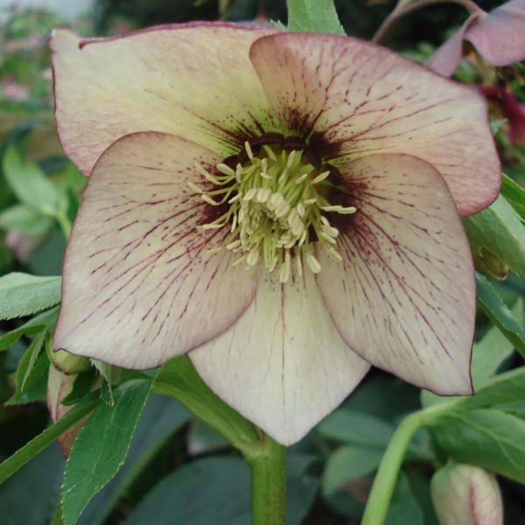 Helleborus orientalis Picotee