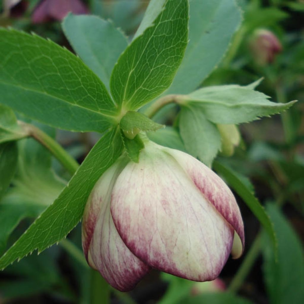 Helleborus orientalis Picotee